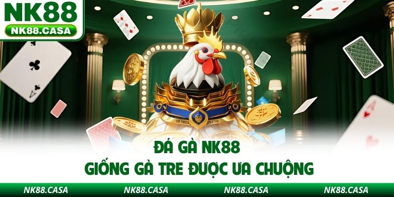 Đá gà NK88 giống gà tre được ưa chuộng